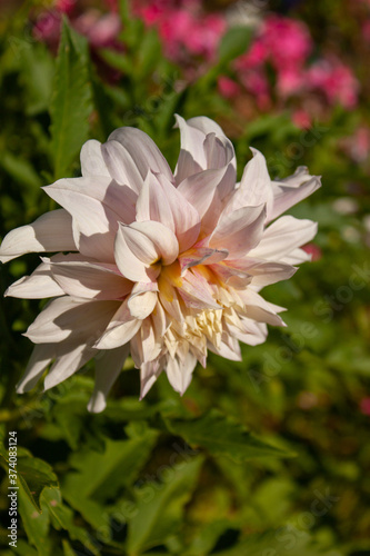 Pink dahlia flower illuminated by the sun on the background of the greenery of the garden.