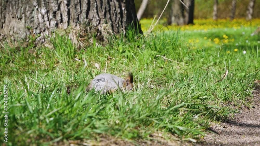 A gray squirrel with beautiful tufted ears walks among the grass in the park in search of food A gray squirrel with beautiful tufted ears walks among the grass in the park in search of food