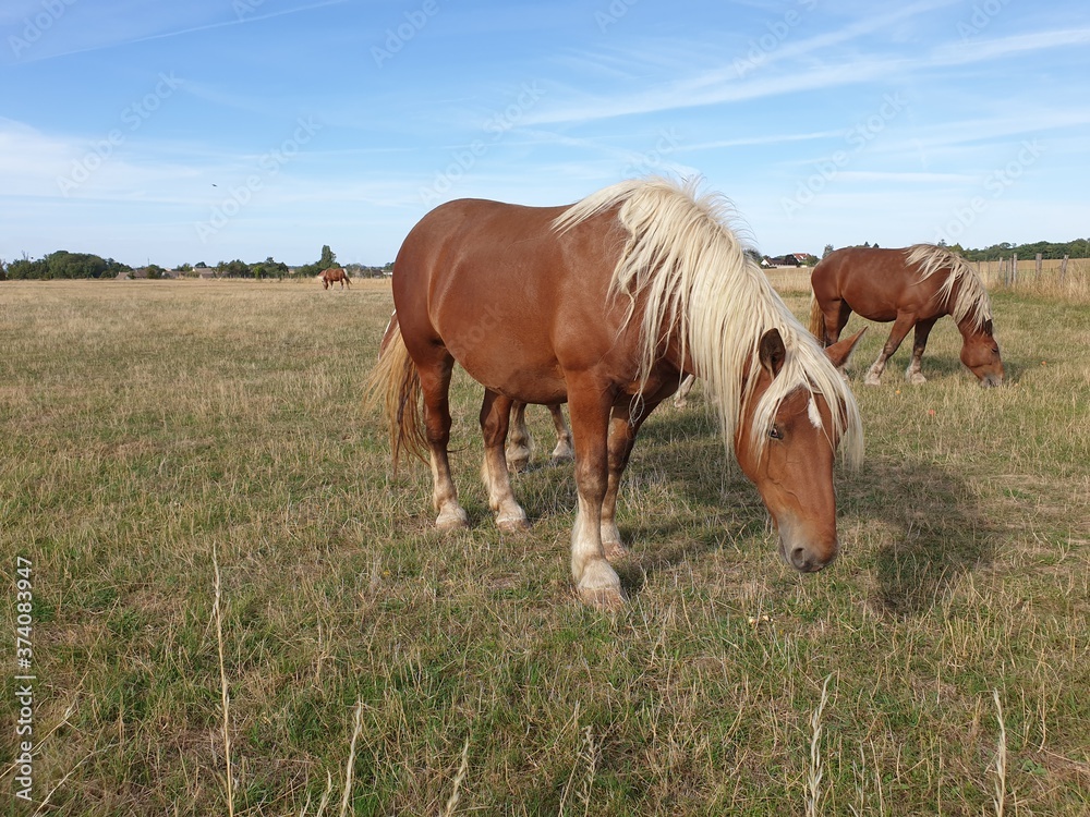 Fototapeta premium horse and foal