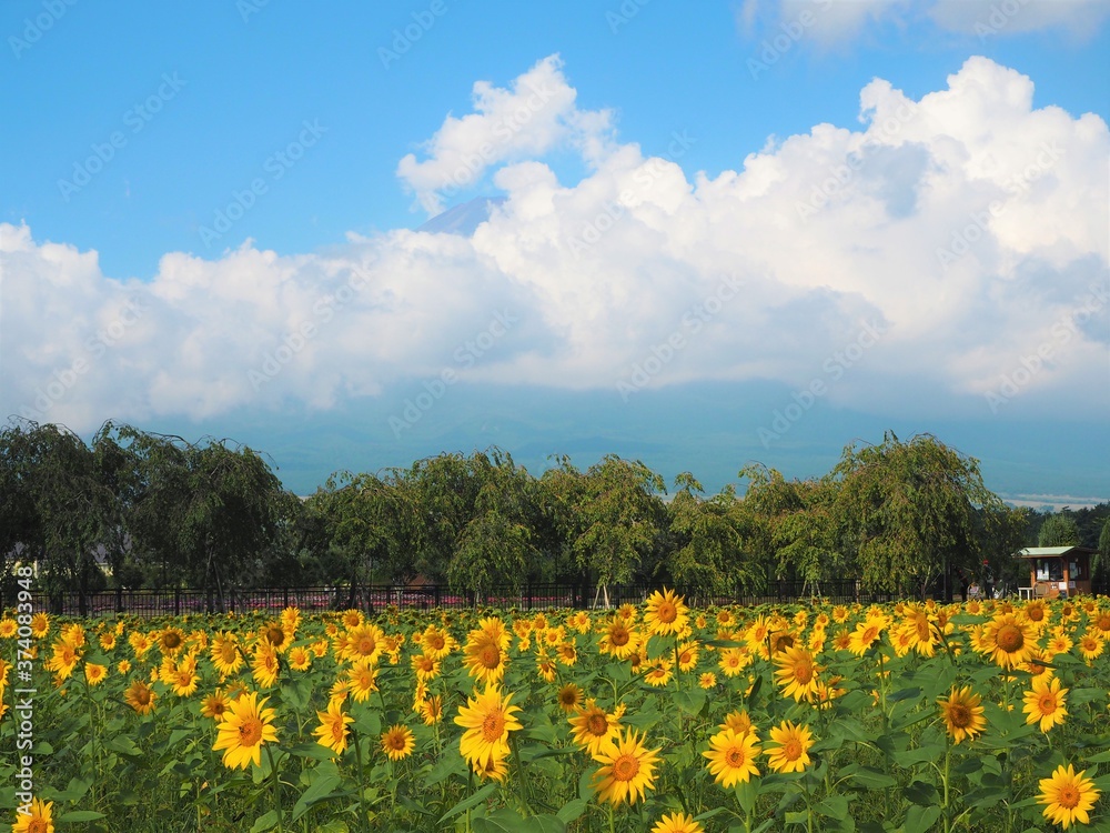 Fototapeta premium Lake Yamanaka Flower Park