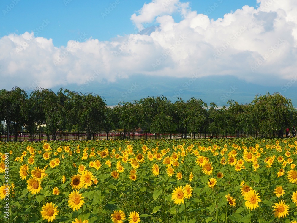 Fototapeta premium Lake Yamanaka Flower Park