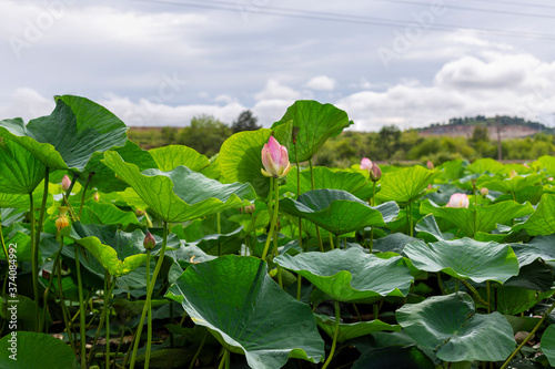 Lotus flowers bloom beautifully in the lake. Lotus blossoms on the protected forest lake
