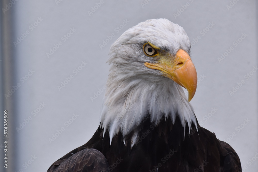 Obraz premium Bald eagle Portrait with white background
