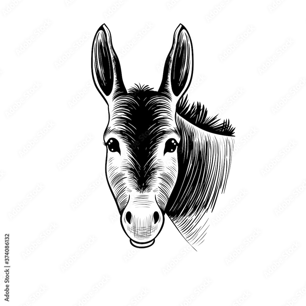 .Donkey head. Hand drawn realistic animal portrait. Vintage vector illustration.