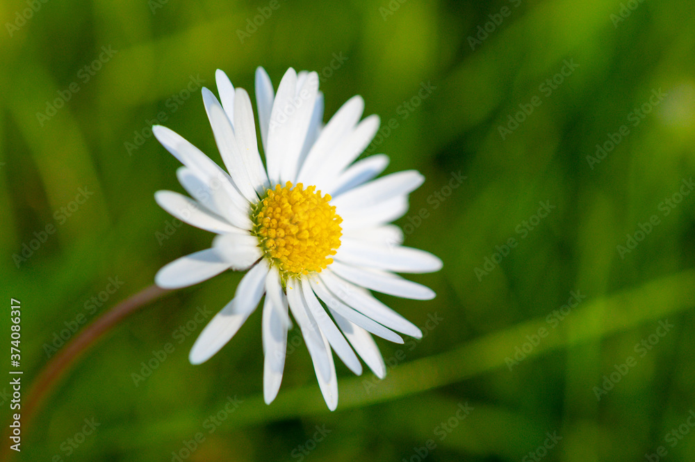 white daisy flower white daisy flower