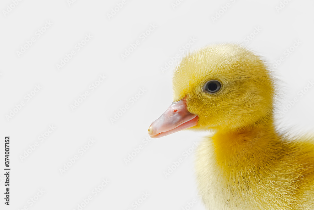 Fototapeta premium Few days old yellow duckling isolated close-up.