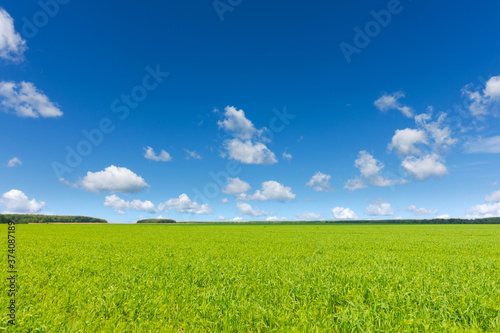 Beautiful agricultural idyllic landscape, blue sky and fresh green plants at beautiful day.