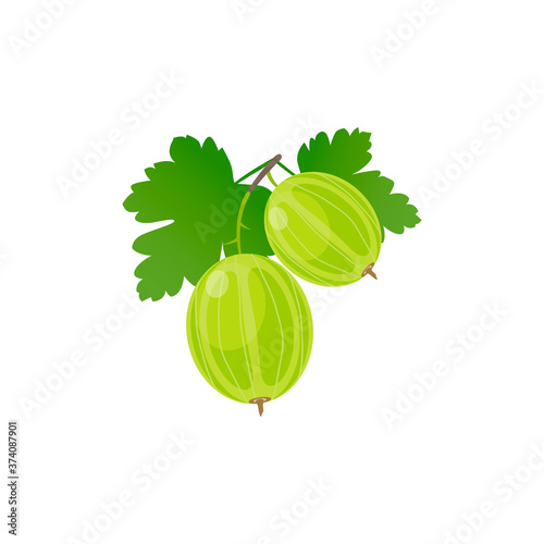 Green gooseberry vecltor illustration isolated on white background. 