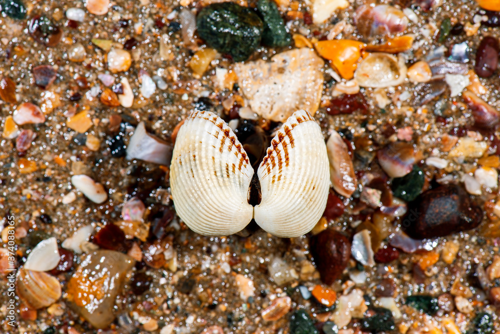 Detailed closeup macro photo of seashells Detailed closeup macro photo of seashells