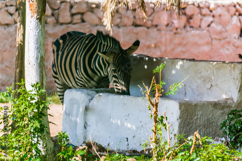 A zebra eats its food