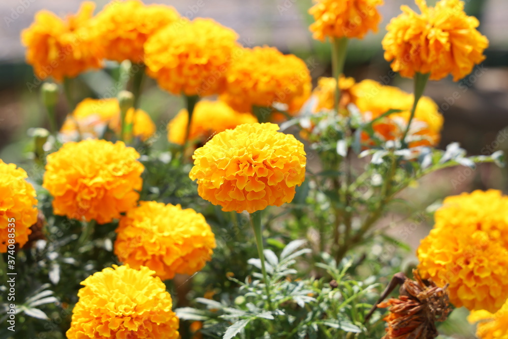 花 花