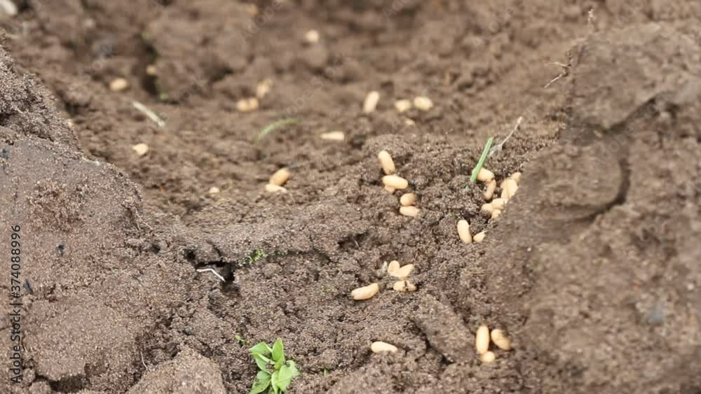 Closeup super macro shot of a chaotic cluster of ants carrying their eggs in an earthen anthill
