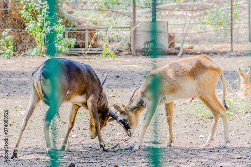 Two gorgeous gazelles in love