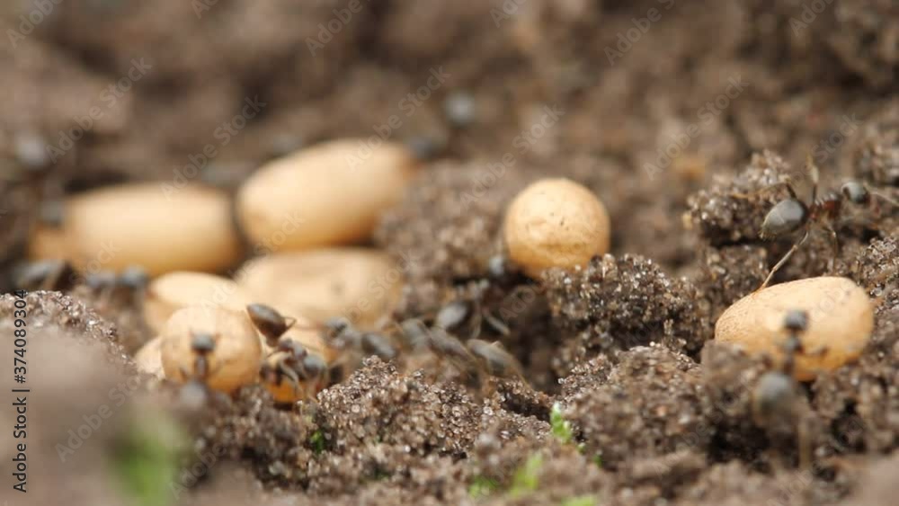 Closeup super macro shot of a chaotic cluster of ants carrying their eggs in an earthen anthill
Closeup super macro shot of a chaotic cluster of ants carrying their eggs in an earthen anthill