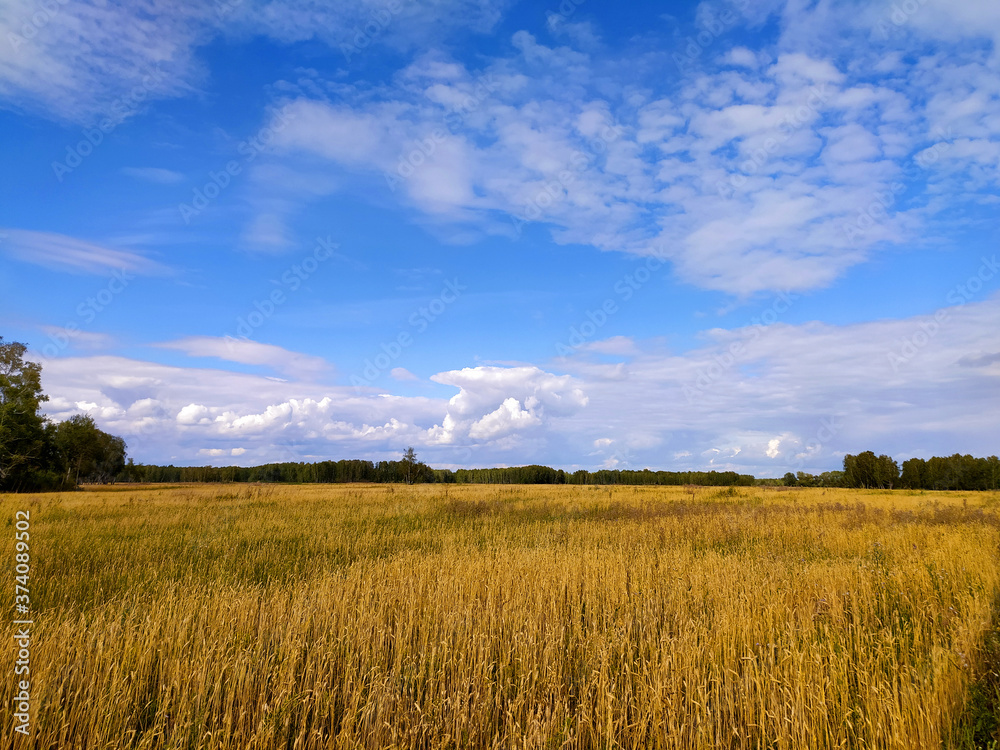 Ears of ripe wheat in autumn on a large field under a blue sky with clouds in Siberia, Russia. Harvest. Bread, food. Mobile photo.