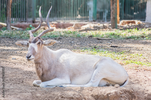 Wonderful and beautiful deer
