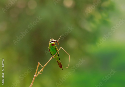 blue cheeked bee eater with preyed dragonfly  photo
