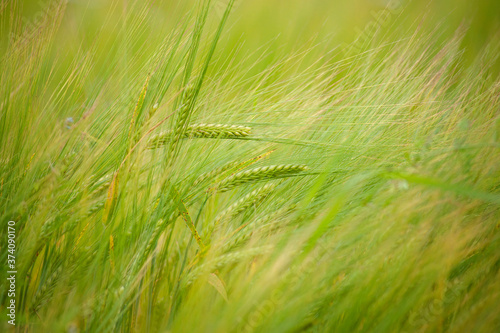 Green wheat crops on a field