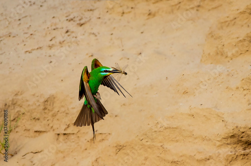 blue cheeked bee eater flying with preyed dragonfly	 photo