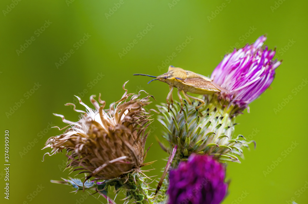 a Small beetle insect on a plant in the meadow a Small beetle insect on a plant in the meadow