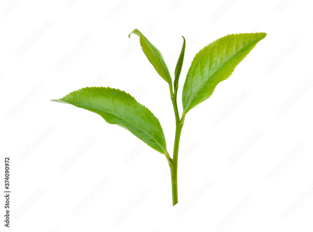 Green tea leaf isolated on white background Green tea leaf isolated on white background