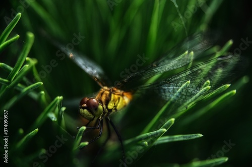 dragonfly on a leaf