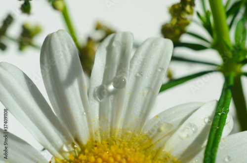 Chamomile or camomile flower with drops of water on the white petals after rain on the green background . Close-up. Macro.