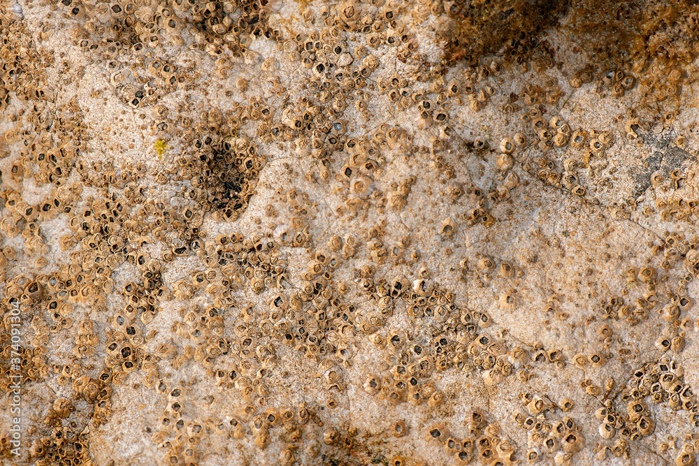 Detailed closeup macro photo of seashells Detailed closeup macro photo of seashells