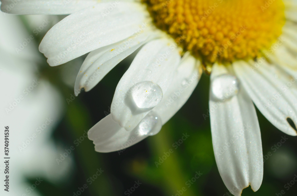 Chamomile or camomile flower with drops of water on the white petals after rain on the green background . Close-up. Macro. Chamomile or camomile flower with drops of water on the white petals after rain on the green background . Close-up. Macro.