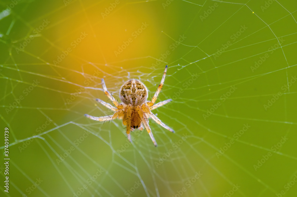 a Small spider insect on a plant in the meadow a Small spider insect on a plant in the meadow