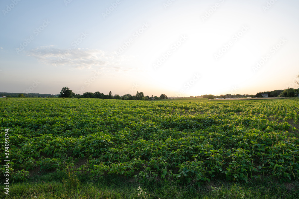 Peanut plants at sunset growing in a field in France