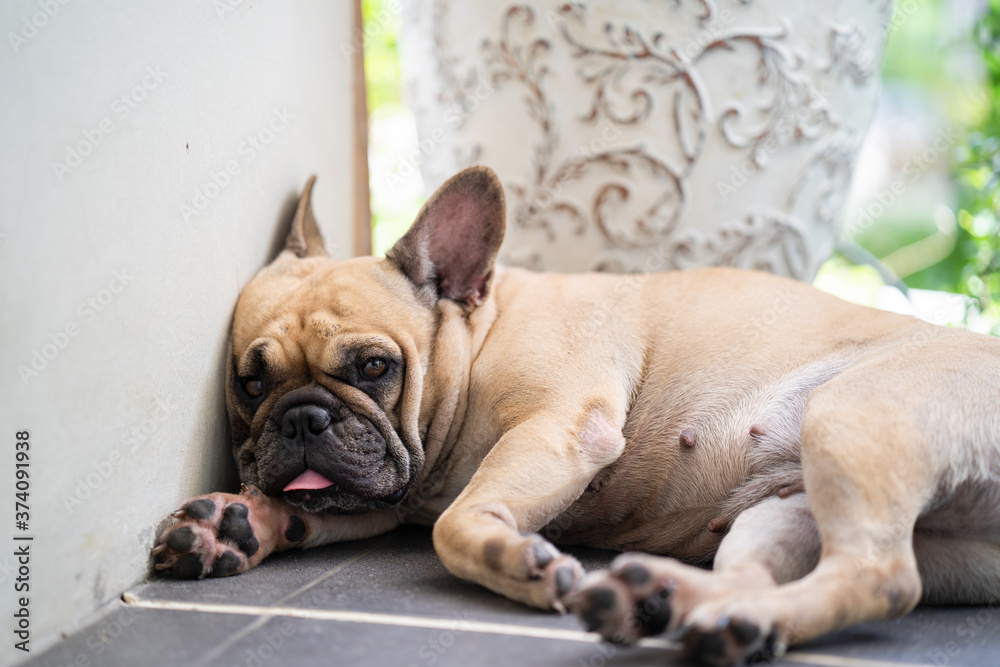 French bulldog Tongue Out While Sleeping indoor.