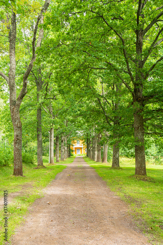 Oak tree alley in summer, Ankkapurha Cultural Park, Anjala manor, Kouvola, Finland photo