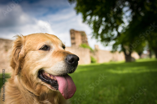 Fototapeta Naklejka Na Ścianę i Meble -  Golden retriever dog
