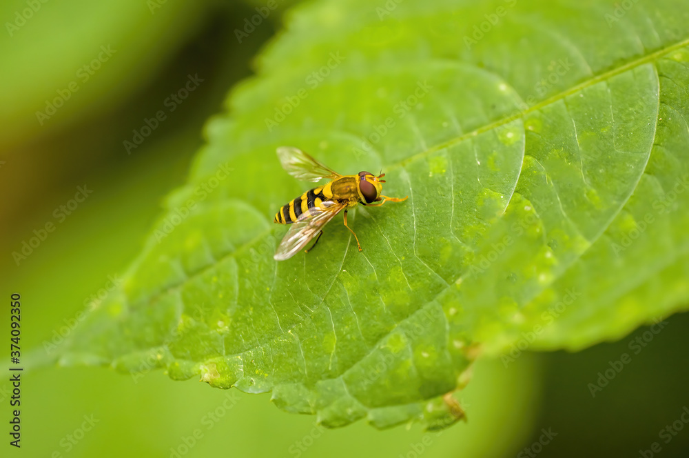 a Small wasp insect on a plant in the meadow a Small wasp insect on a plant in the meadow