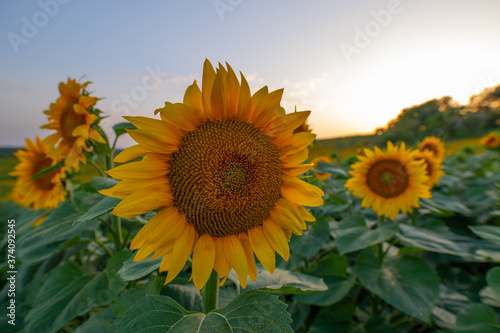 Field of sunflowers at dusk