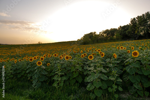 Field of sunflowers at dusk