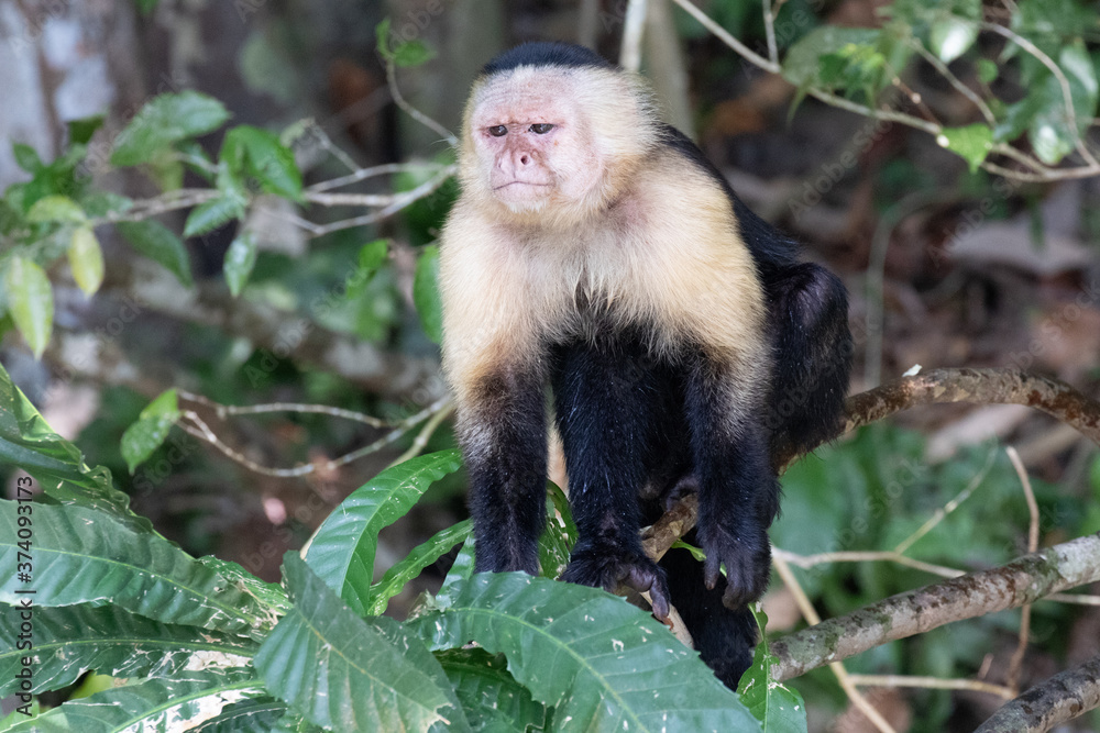 Views of a Panamanian white-headed or white-faced Capuchin Monkey (scientific name Cebus imitator), Panama Views of a Panamanian white-headed or white-faced Capuchin Monkey (scientific name Cebus imitator), Panama