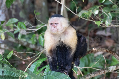 Views of a Panamanian white-headed or white-faced Capuchin Monkey  scientific name Cebus imitator   Panama