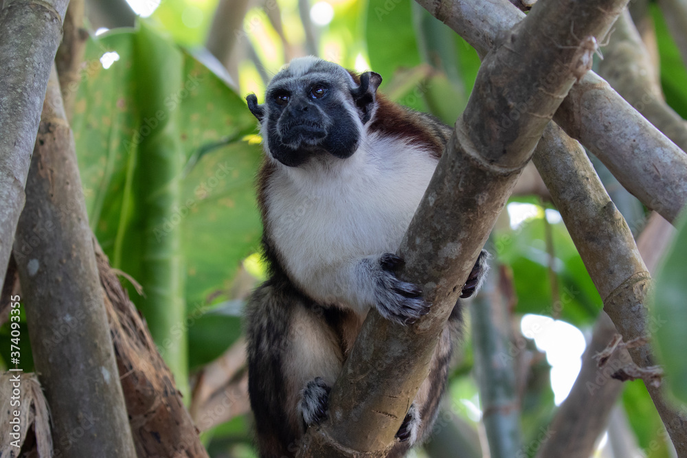 Views of Geoffroy’s tamarin monkey (scientific name Saguinus geoffroyi), Panama Views of Geoffroy’s tamarin monkey (scientific name Saguinus geoffroyi), Panama