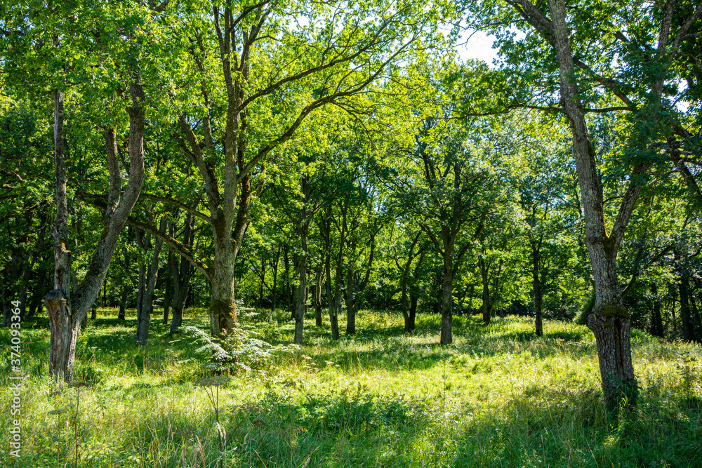 Beautiful oak tree park in Mankinjoki rapids area, Espoonkartano, Espoo, Finland