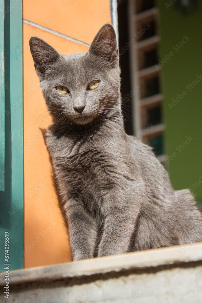 Gray kitten sits at the top of a staircase in a courtyard with a steady and intense gaze.