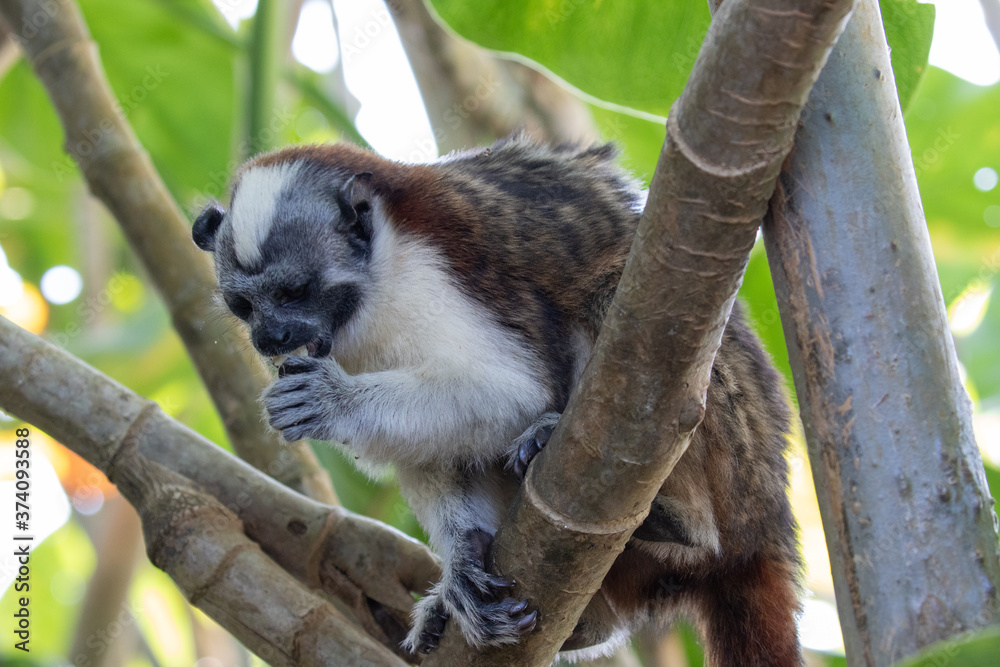 Fototapeta premium Views of Geoffroy’s tamarin monkey (scientific name Saguinus geoffroyi), Panama