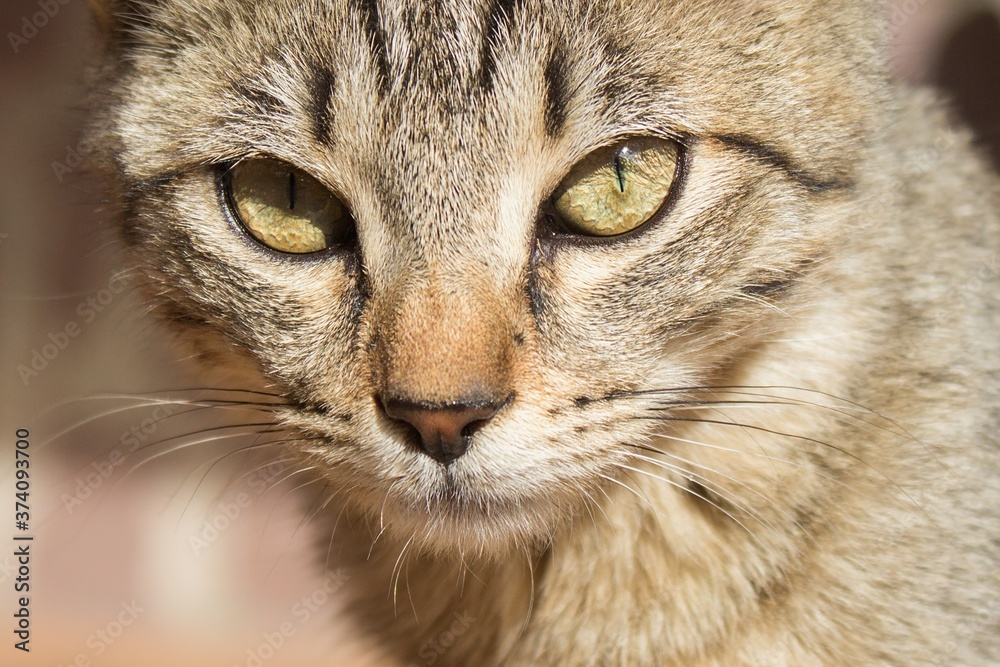 Tabby cat's close-up with beautiful yellow eyes sees the environment. Kitten looks attentively with the pupils closed by the sun. Kitten stares intensely.