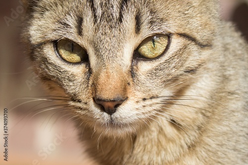 Tabby cat's close-up with beautiful yellow eyes sees the environment. Kitten looks attentively with the pupils closed by the sun. Kitten stares intensely. © CB_Stock