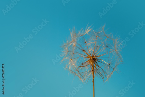 Dandelions grow on the blue sky background