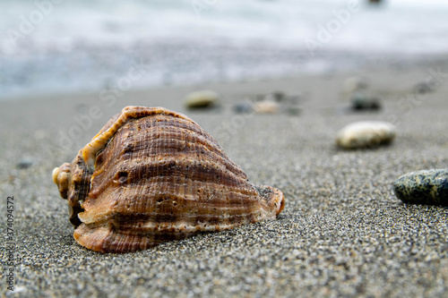 Seashell on a sand, Black Sea