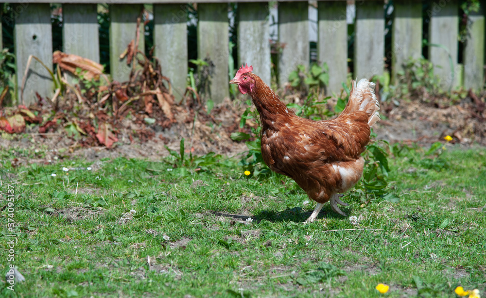 Fototapeta premium Free range chicken