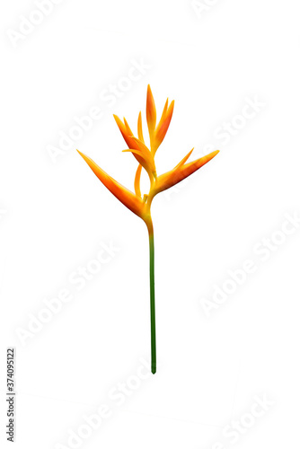 Heliconia psittacorum (Golden Torch) flowers, Tropical flowers isolated on white background. © Thanumporn