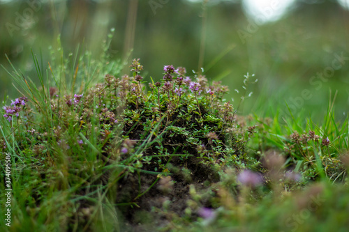 Small green hillock with green plants and purple flowers and blurred green background. Wild nature. Ready terrarium in nature.